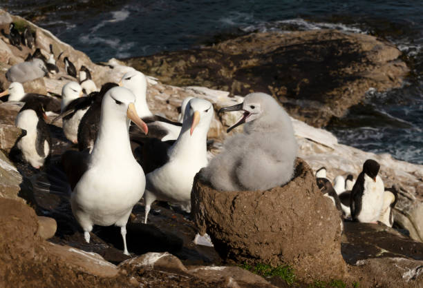 istock Black-browed Albatross chick asking for food while sitting on a mud pillar nest 1305648067