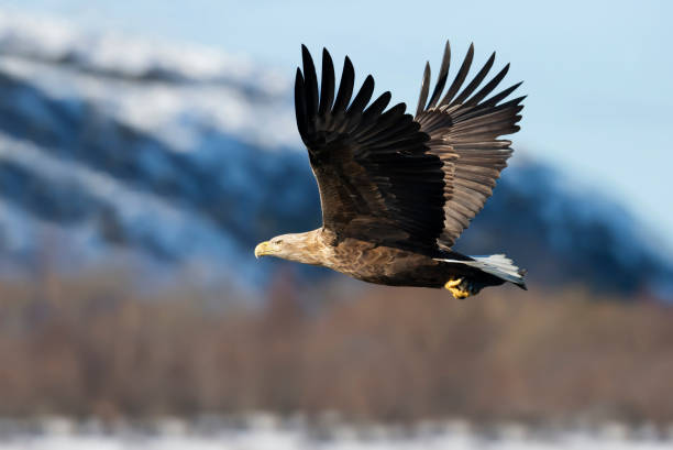 istock Close up of a White-tailed eagle in flight 1305648631