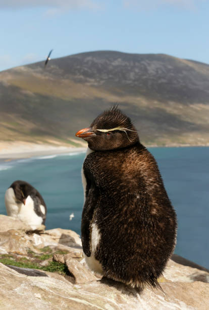 istock Southern rockhopper penguin standing on the rock 1305648695