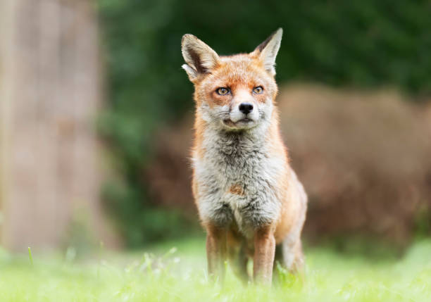 istock Close up of a Red fox in grass 1305648824