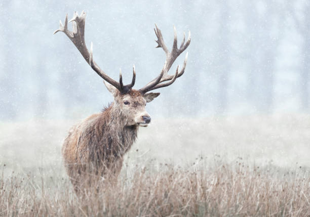 istock Red deer stag in first snow in winter 1305648838