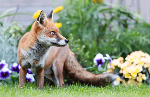 istock Red fox standing near flower bed in a garden 1305649030