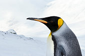 King Penguin portrait against white mountains in winter