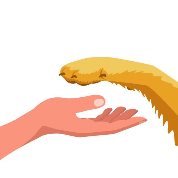 Human hand and dog paw vector art illustration