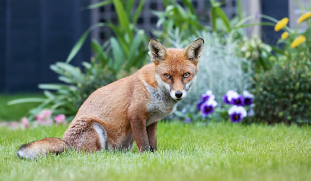 istock Close up of a red fox in summer 1305649092