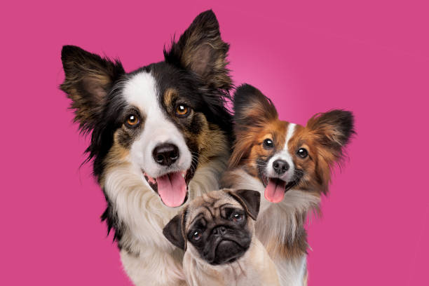 porträt von drei hunden - group of dogs stock-fotos und bilder