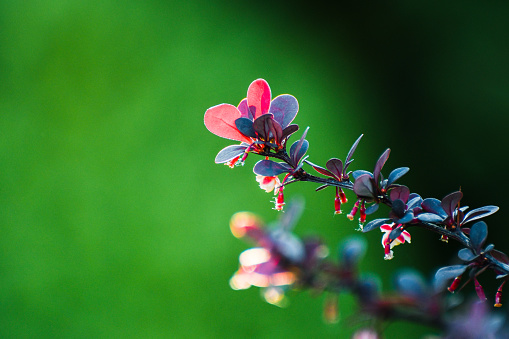 Barberry, a twig with small leaves delicately highlighted on a green background.