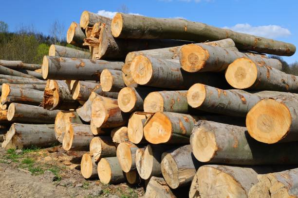 istock Chopped tree trunks a lot of forest 1305650790