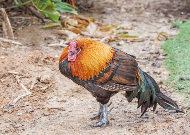 Chicken with colorful plumage. Poultry in the household. Rare, elite chicken breeds