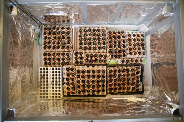 istock Tomato Seedlings in Egg Shells in Greenhouse From Directly Above 1305651879