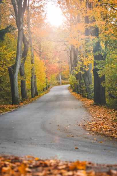 istock Autumn, asphalt road along colorful trees. 1305654538