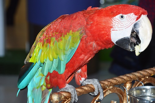 Macaw parrots.  Multicolored