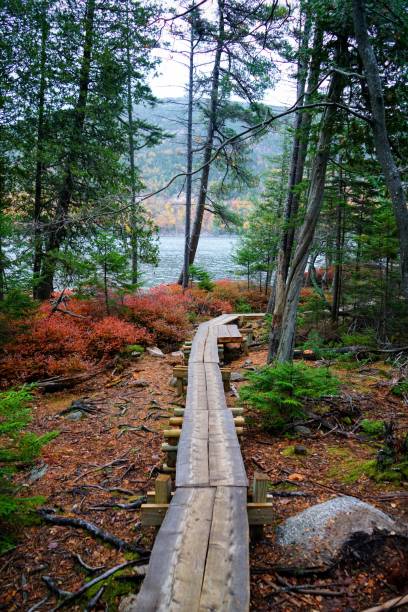 passarela de acadia - mount desert island - fotografias e filmes do acervo