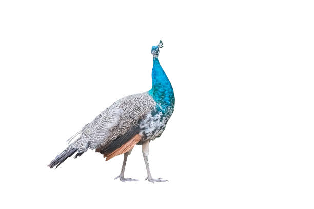 istock Indian peafowl, the common peafowl Isolated 1305655414