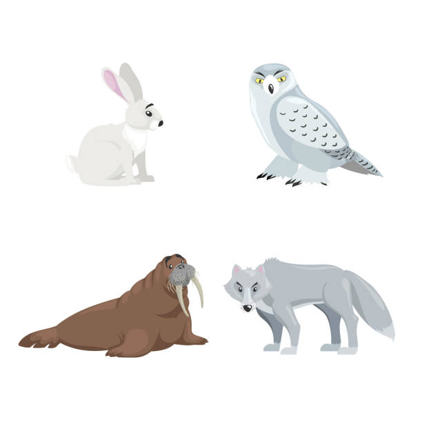 ilustraciones, imágenes clip art, dibujos animados e iconos de stock de conjunto de animales árticos. liebre polar, búho de nieve, morsa y lobo polar. diseño plano de dibujos animados. ilustraciones vectoriales aisladas sobre fondo blanco. - symbol sea animal owl