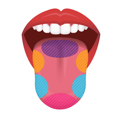 Taste areas of human tongue vector illustration
