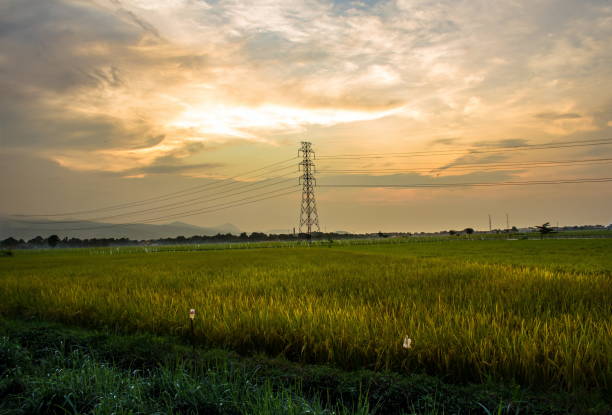 istock Sunset in the rice fields stock photos 1305656346