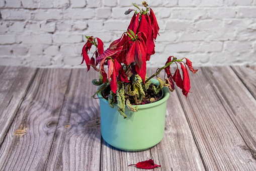 Withered red poinsettia in a flower pot standing on a table