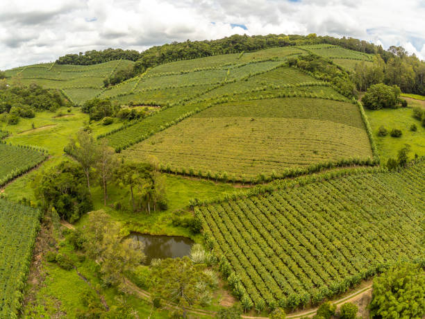 istock House, Vineyards and lake in valley 1305660212