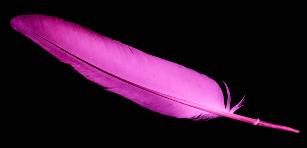 istock purple dove feather on a black isolated background 1305660331