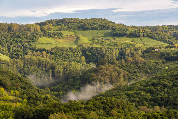 istock Vineyards and forest in valley 1305661707