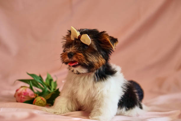 勝利に弓を持つビーワーテリアの子犬。花を持つ健康な子犬。家に - bow pets small velvet ストックフォトと画像