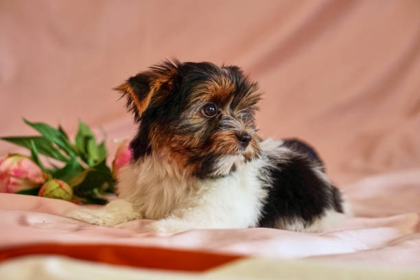 chiots terrier biewer avec des arcs sur la won. chiot sain avec des fleurs. à la maison - bow pets small velvet photos et images de collection