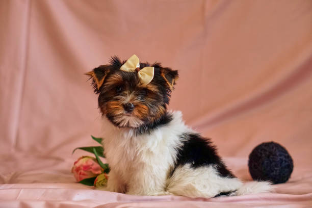 chiots terrier biewer avec des arcs sur la won. chiot sain avec des fleurs. à la maison - bow pets small velvet photos et images de collection