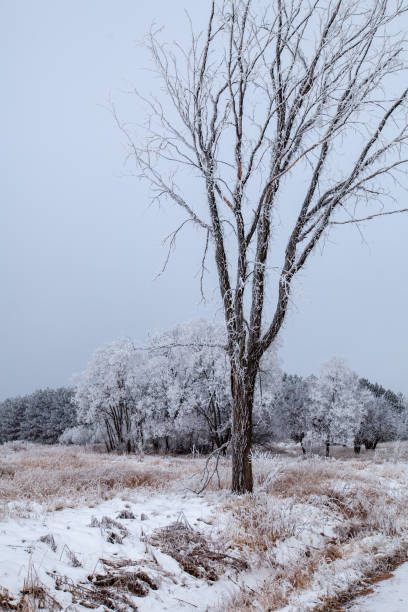 istock Frost covered Wisconsin forest in January 1305662670