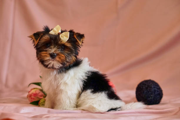 chiots terrier biewer avec des arcs sur la won. chiot sain avec des fleurs. à la maison - bow pets small velvet photos et images de collection