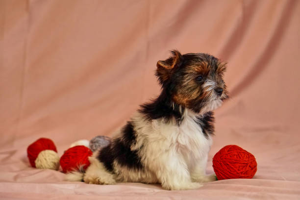 chiots terrier biewer avec des arcs sur la won. chiot sain avec des fleurs. à la maison - bow pets small velvet photos et images de collection