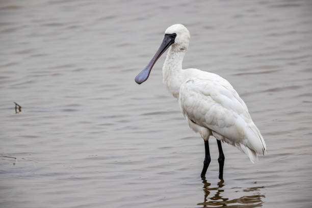 水の中に立つ黒い顔のスプーンビル(プラタレアマイナー) - black faced spoonbill ストックフォトと画像