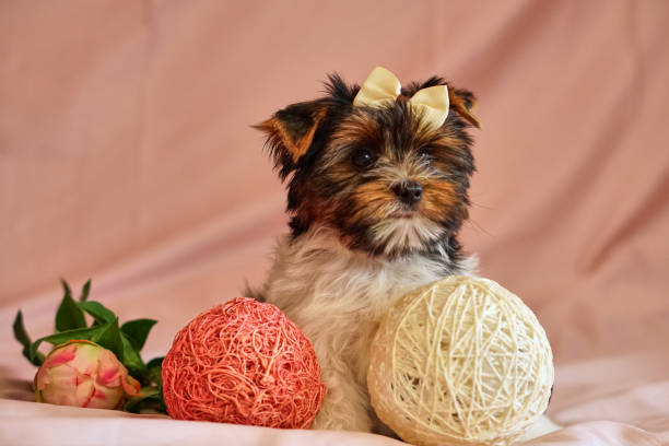 chiots terrier biewer avec des arcs sur la won. chiot sain avec des fleurs. à la maison - bow pets small velvet photos et images de collection