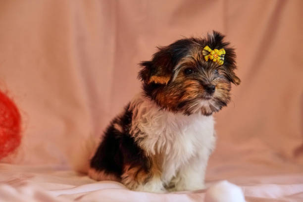 chiots terrier biewer avec des arcs sur la won. chiot sain avec des fleurs. à la maison - bow pets small velvet photos et images de collection