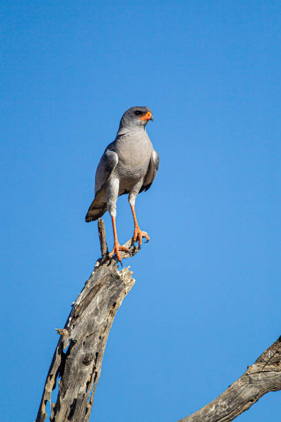 istock Pale-chanting Goshawk perched in a tree looking over the Kalahari desert 1305663710