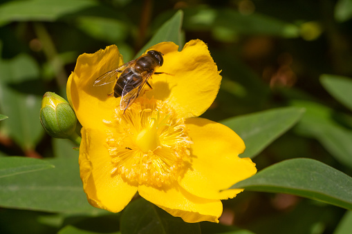 Bee pollinating an hypericum flower in a garden during spring