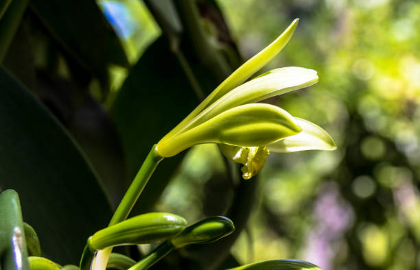 Closeup of the Vanilla flower on plantation. La Digue Island, Seychelles Close up of a Vanilla planifolia is a member of vanilla orchid. The resource of vanilla flavoring. Vanilla farm, Seychelles vanilla orchid stock pictures, royalty-free photos & images