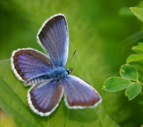 istock Small butterflies in nature. 1305666191