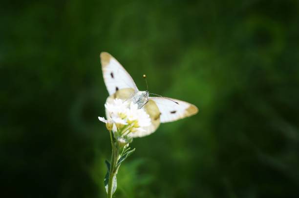 White butterfly in wildflowers. Insects in nature.