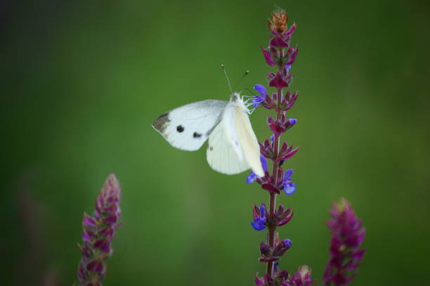 istock A white butterfly sits on lavender. 1305666324