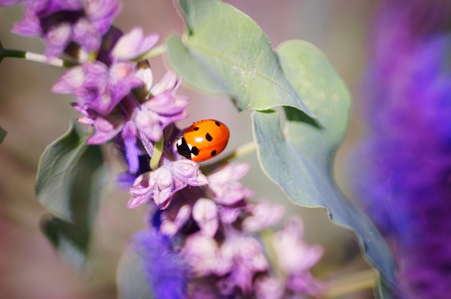 Ladybug on lavender. Insects in nature.