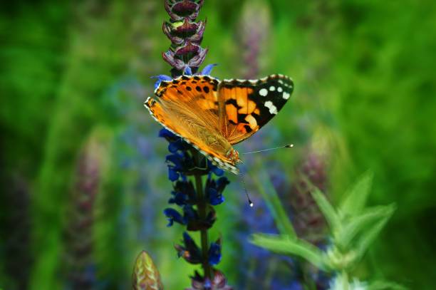 istock A butterfly in wildflowers. 1305666385