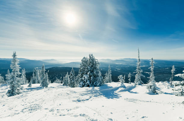 istock tree in the snow in the sun 1305667241