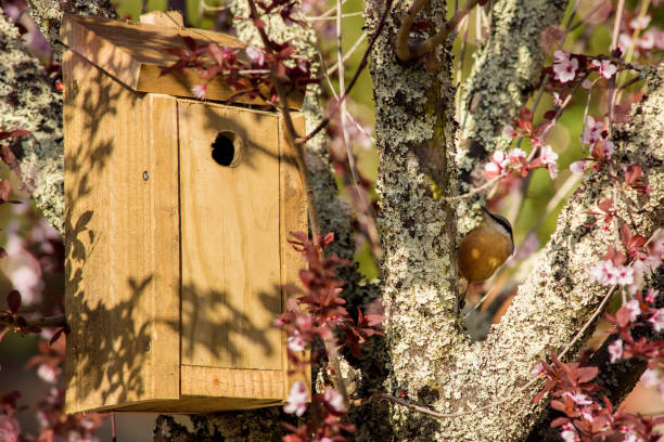 istock Eurasian nuthatch on its birdhouse in spring 1305667300