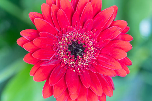 istock Gerber flower on macro photo 1305667476