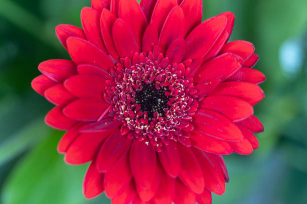 istock Gerber flower on macro photo 1305667701