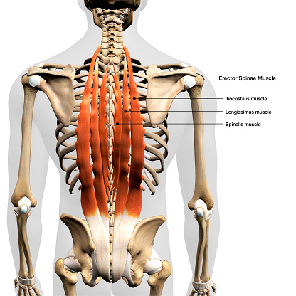 Labeled human anatomy Erector Spinae back muscles in isolation on the skeletal system from a posterior view on a white background.  3D rendering.