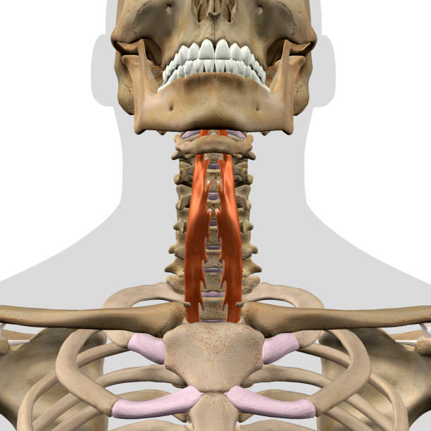 istock Longus Coli Neck Muscles Isolated on Cervical Vertebrae 1305668519