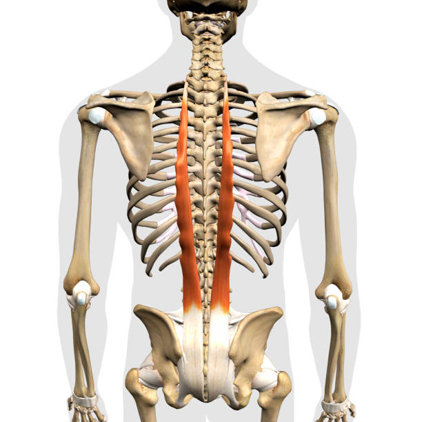 Male Longissimus Erector Spinae Back Muscles in Isolation on Skeleton Male human anatomy Longissimus Erector Spinae back muscles in isolation on the skeletal system from a posterior view on a white background.  3D medical illustration rendering. scapula stock pictures, royalty-free photos & images