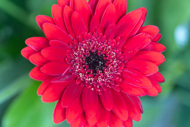 istock Gerber flower on macro photo 1305668600